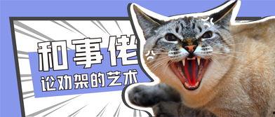 娱乐吃瓜君和罗小猫